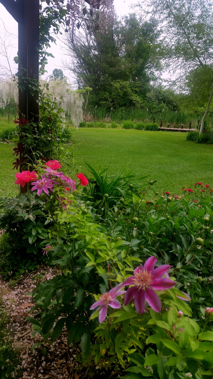 GARDEN PEONY, CLEMATIS AND SWEET WILLIAM IN BLOOM
